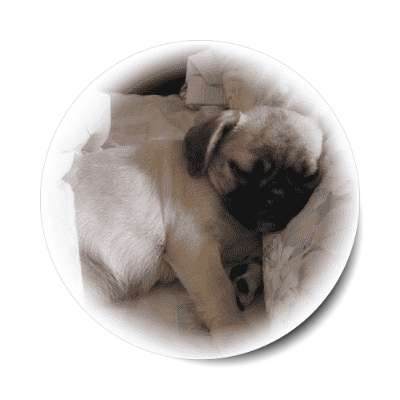 little sleeping pug sticker