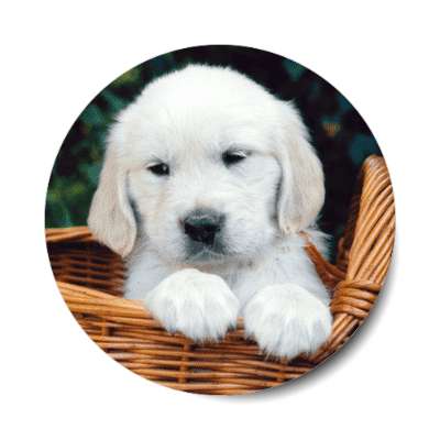 puppy in basket sticker