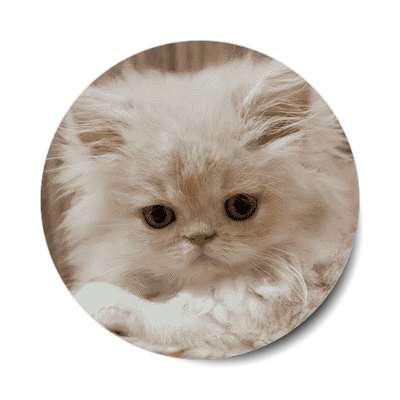 white kitten cute tiny sticker