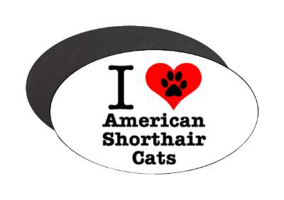 i love heart american shorthair cats stickers, magnet