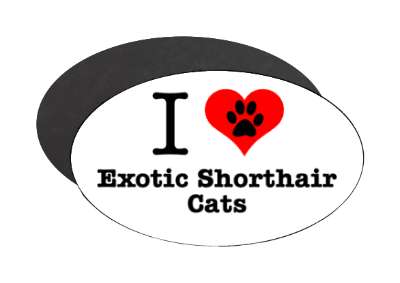 i love heart exotic shorthair cats stickers, magnet