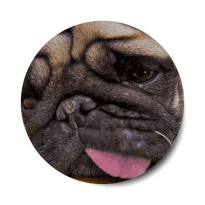 close up pug sticker