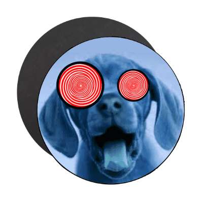 crazy dog magnet